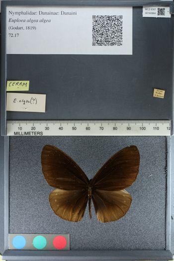 Media type: image;   Entomology 160964